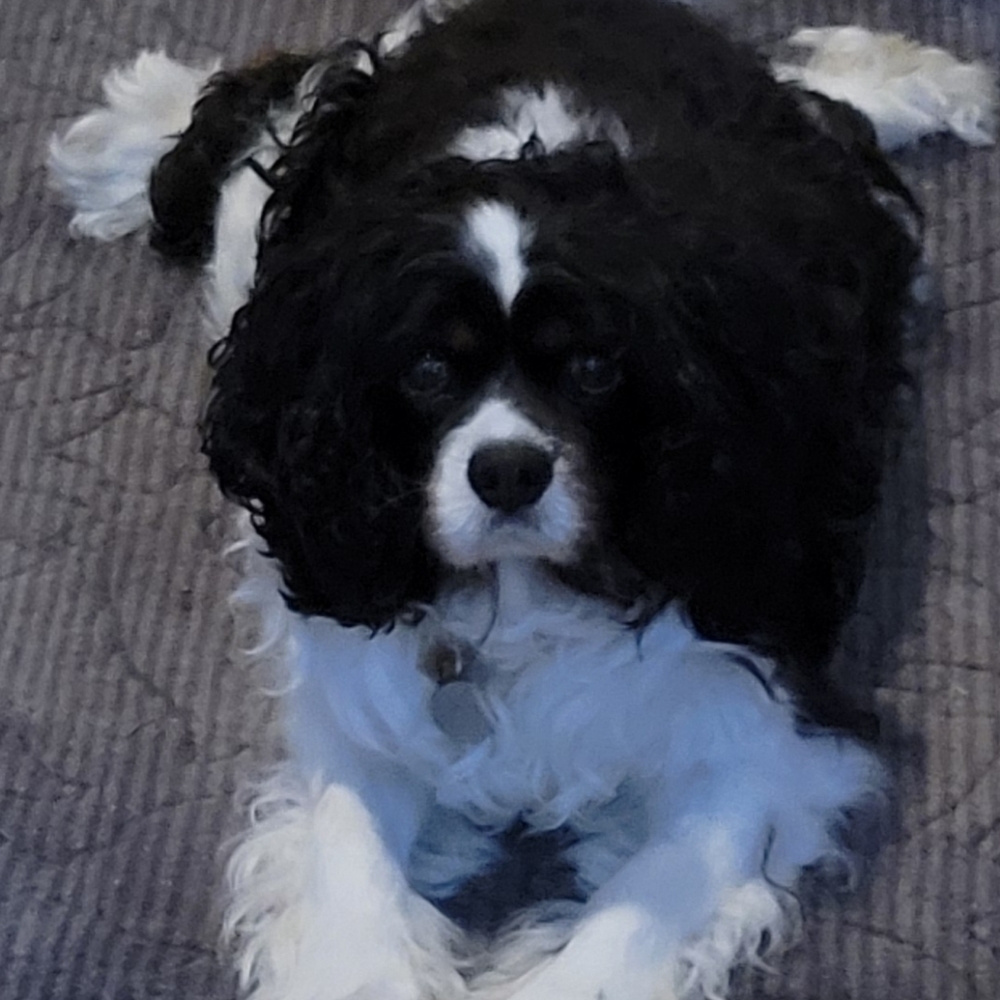 Meet your Posher, Lila